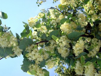 С кем или чем мы ассоциируем друг друга? - DSC01912.jpg