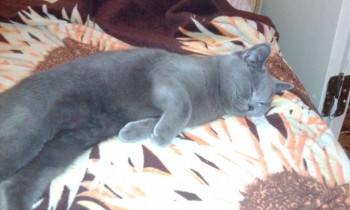 Любимая кошатинка  - IMG_20170724_212453.jpg