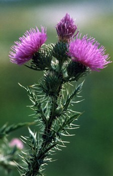 С кем или чем мы ассоциируем друг друга? - ff8d597f2dd22da6bc3960d48fdeab20.jpeg