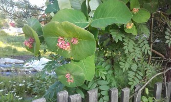 Помогите определить растение - image-0-02-05-b6293014194ed056274d2e8139fe4cbeaa1d6eedb3d15b6aa73eb4e94a3fb981-V.jpg