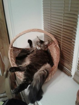 Любимая кошатинка  - ocNrqPy7i1o.jpg