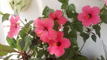 Наши цветы 2 - 20170805_103001.jpg