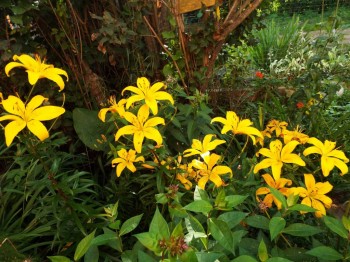 Наши цветы 2 - DSCF6187.JPG