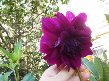 Наши цветы 2 - DSCF6210.JPG