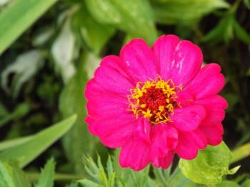 Наши цветы 2 - DSCF6207.JPG