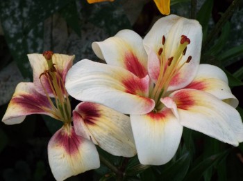 Наши цветы 2 - DSCF6193.JPG