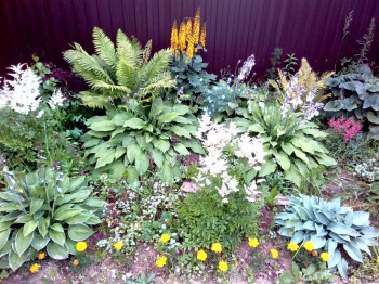 Наши цветы 2 - IMG_20170722_173942.jpg