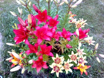 Наши цветы 2 - IMG_20170722_172952.jpg