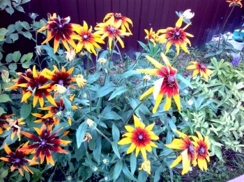 Наши цветы 2 - IMG_20170722_173018.jpg