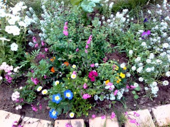 Наши цветы 2 - IMG_20170722_172912.jpg