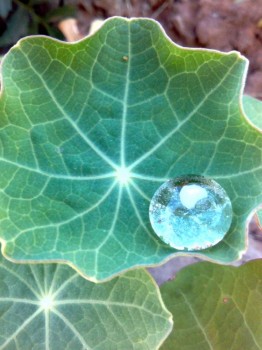 Наши цветы 2 - IMG_20170802_181541.jpg