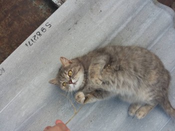 Любимая кошатинка  - 2017-07-24 19-34-12.JPG