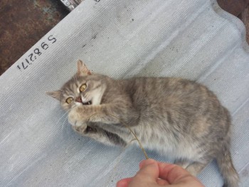 Любимая кошатинка  - 2017-07-24 19-34-21.JPG