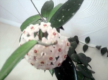 Наши цветы 2 - fDbuHLX6MmI.jpg