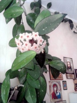 Наши цветы 2 - Q030ZC781GE.jpg