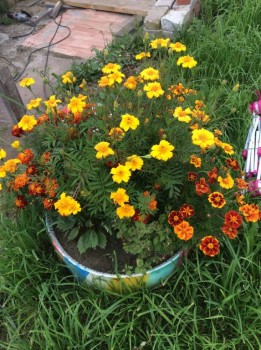 Наши цветы 2 - IMG_0981.JPG