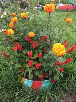 Наши цветы 2 - IMG_0983.JPG