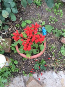 Наши цветы 2 - IMG_0984.JPG