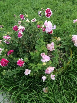 Наши цветы 2 - IMG_0985.JPG