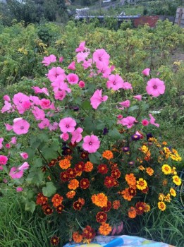 Наши цветы 2 - IMG_0986.JPG