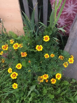 Наши цветы 2 - IMG_0990.JPG