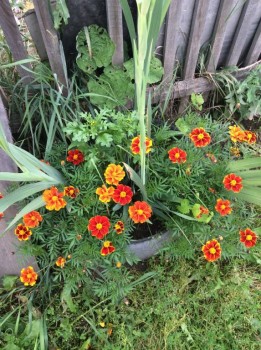 Наши цветы 2 - IMG_0991.JPG