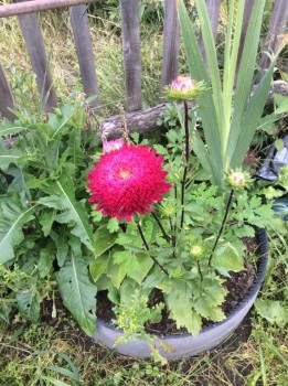 Наши цветы 2 - IMG_0993.JPG