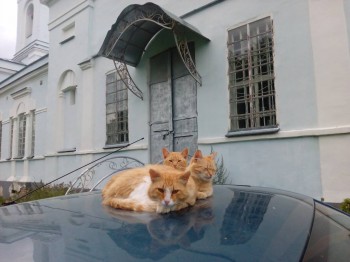 Любимая кошатинка  - IMG_20170827_174209.jpg