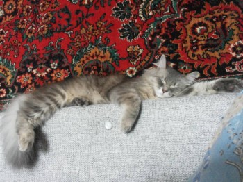 Любимая кошатинка  - 405.jpg