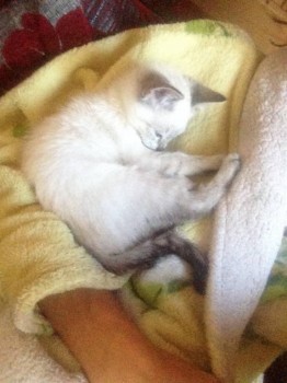 Поели теперь спать и самое главное на мне)