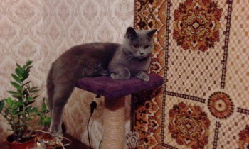 Любимая кошатинка  - IMG_20170901_212852.jpg