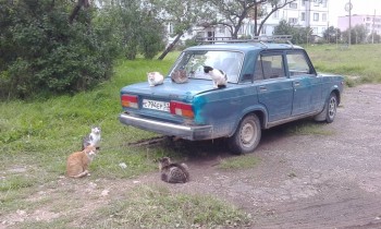 Любимая кошатинка  - IMG_20170829_130316.jpg