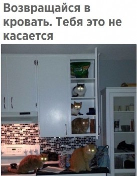 Любимая кошатинка  - mPf4edTfeeI.jpg