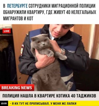 Любимая кошатинка  - 9M-QudKrFao.jpg