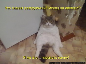 Любимая кошатинка  - kotomatritsa_Mh.jpg