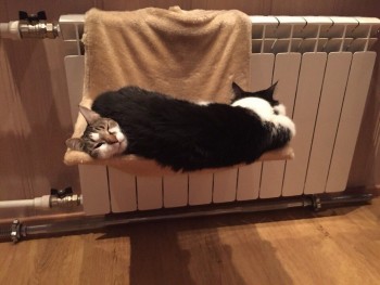 Любимая кошатинка  - 0_1afcd6_a4f36c2e_orig.jpg