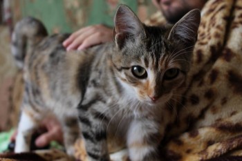 Любимая кошатинка  - IMG_5282.JPG