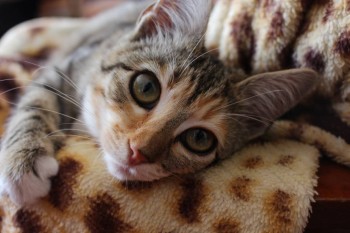 Любимая кошатинка  - IMG_5294.JPG