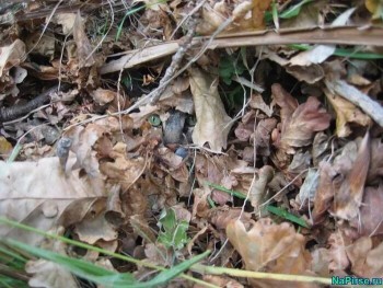 Фотозагадки - image.jpg