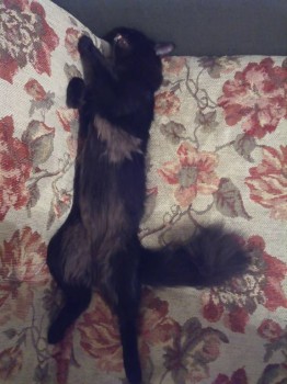 Любимая кошатинка  - IMG_20170919_230722.jpg