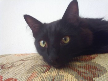 Любимая кошатинка  - IMG_20170924_133154.jpg