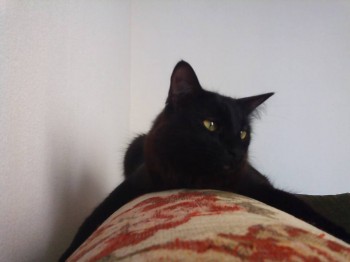 Любимая кошатинка  - IMG_20171007_150233.jpg