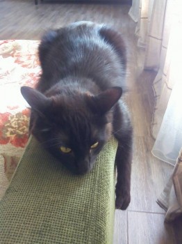 Любимая кошатинка  - IMG_20171012_110322.jpg