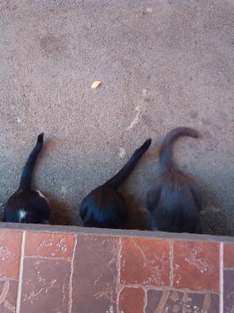 Любимая кошатинка  - IMG_20171013_145505.jpg