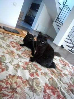 Любимая кошатинка  - IMG-20170913-WA0014.jpg