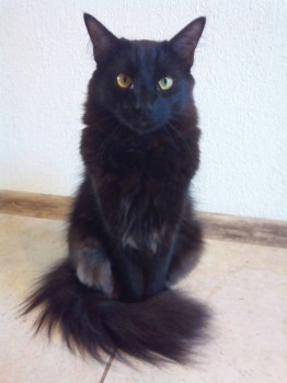 Любимая кошатинка  - IMG_20171013_151812.jpg