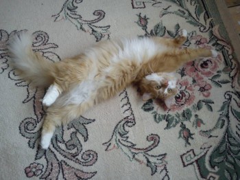 Любимая кошатинка  - DSC00001.JPG