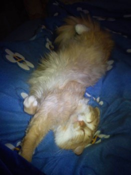 Любимая кошатинка  - DSC00014.JPG