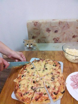 Любимая кошатинка  - IMG_20161002_194813.jpg