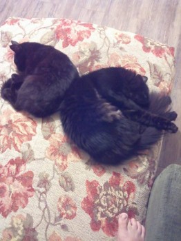 наши "фасолинки)))